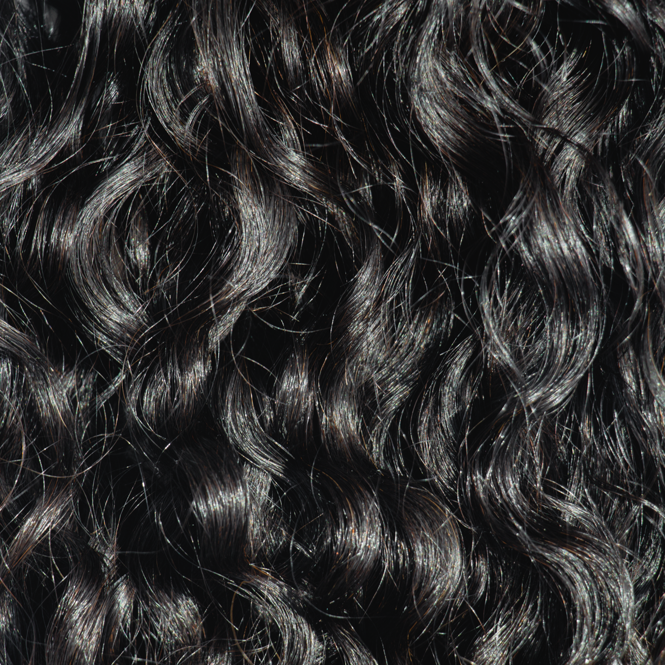 WEFT BURMESE CURLY